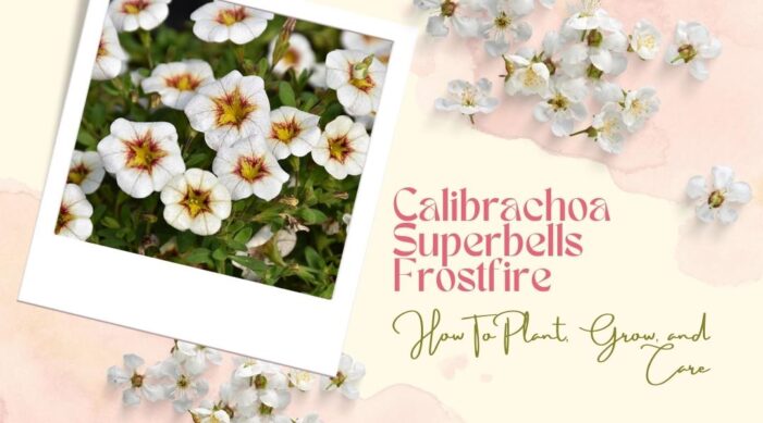 Calibrachoa Superbells Frostfire flowers