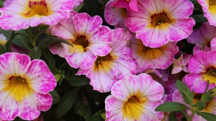 Calibrachoa flower 1