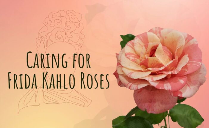 Caring for Frida Kahlo Roses