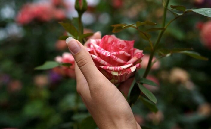 Frida Kahlo Roses