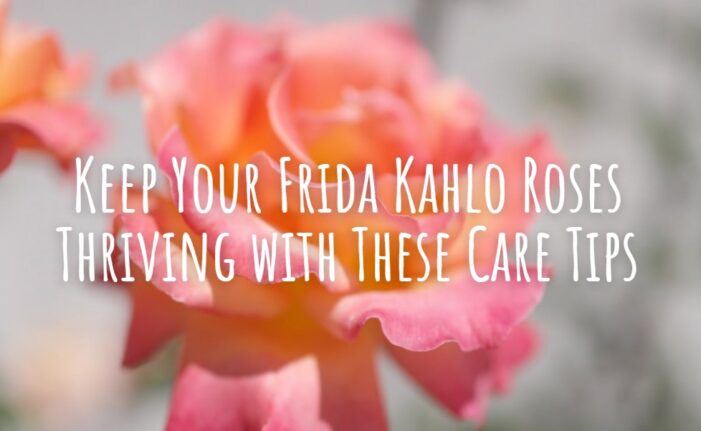 Frida Kahlo Roses Care Tips