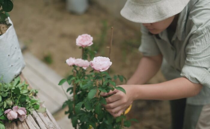 Frida Kahlo Roses Propagation