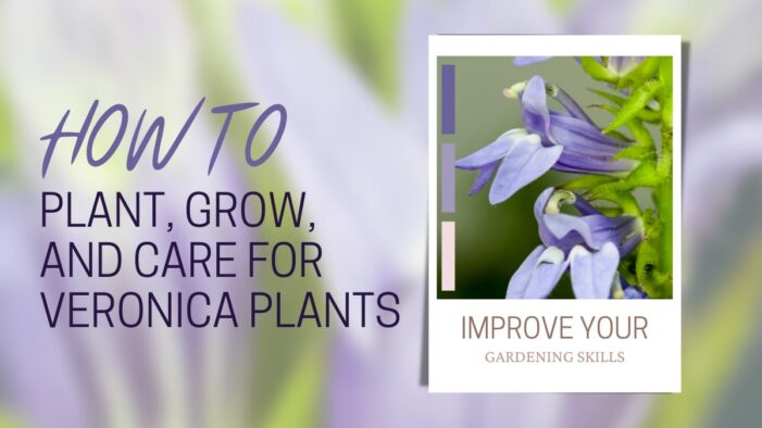 How to Grow Veronica Plants