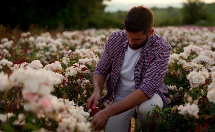 How to Properly Prune frida kahlo rose