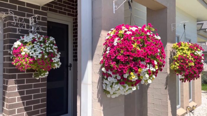 calibrachoa