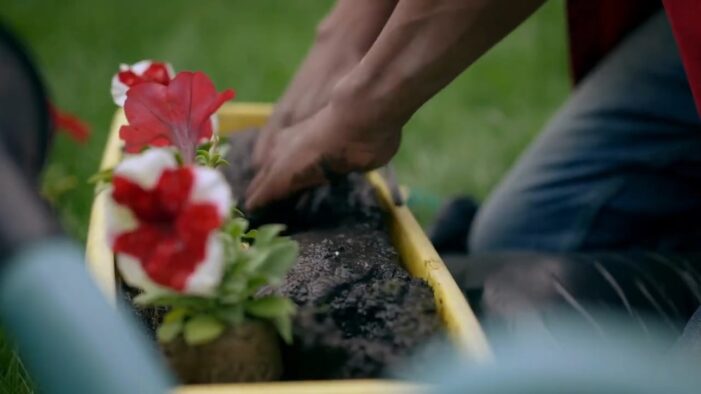 difference between a million bells and petunias